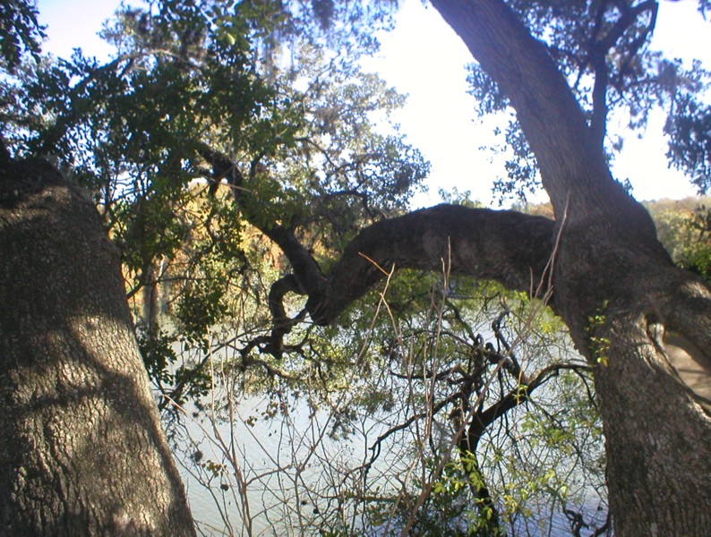 Tree over water.JPG